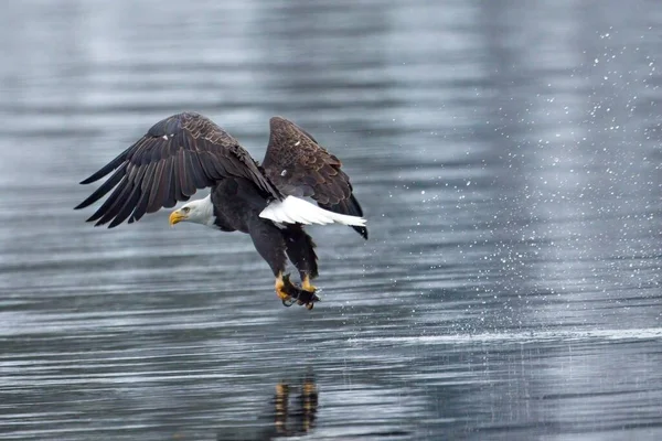 Ένας Μεγαλοπρεπής Φαλακρός Αετός Πιάνει Ένα Ψάρι Από Λίμνη Κατά — Φωτογραφία Αρχείου