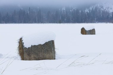 Aralık ayında kuzey Idaho 'da karla kaplı bir arazide büyük saman balyaları bulunur..