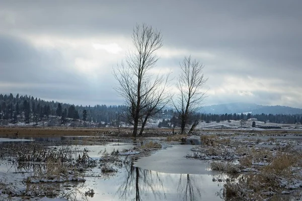 A landscape photo of two barren trees standing in a partly flooded field in winter near Spokane, Washington.
