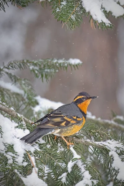 在爱达荷州北部 冬日里 一只雄性的变形虫栖息在被雪覆盖的树枝上 — 图库照片