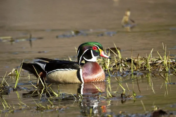 Colorful Male Wood Duck Swims Wetlands Hauser Idaho — Stock Photo, Image