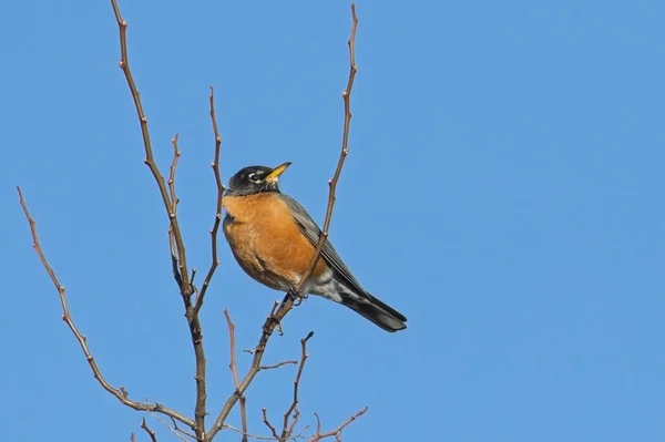 Robin Americano Está Empoleirado Num Pequeno Ramo Contra Céu Azul — Fotografia de Stock