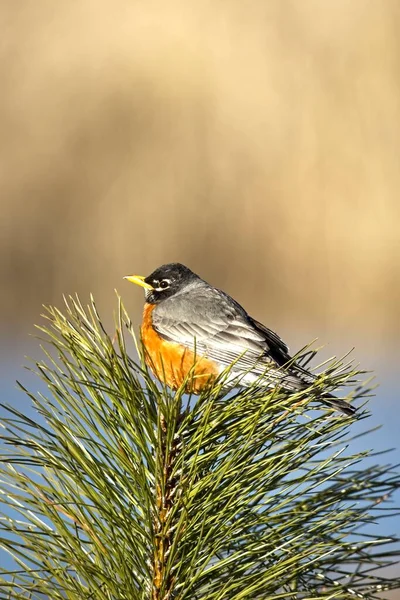 Cute American Robin Perched Top Small Pine Tree Early Spring — Stock Photo, Image