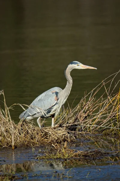 Large Great Blue Heron Stands Clump Dirt Grass Hauser Lake — Stock Photo, Image