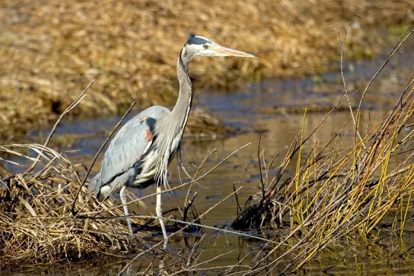 Large Great Blue Heron Stands Clump Dirt Grass Hauser Lake — Stock Photo, Image