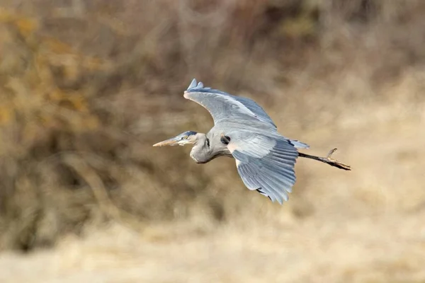 Great Blue Heron Its Large Wings Spread Wide Soars Low — Stock Photo, Image