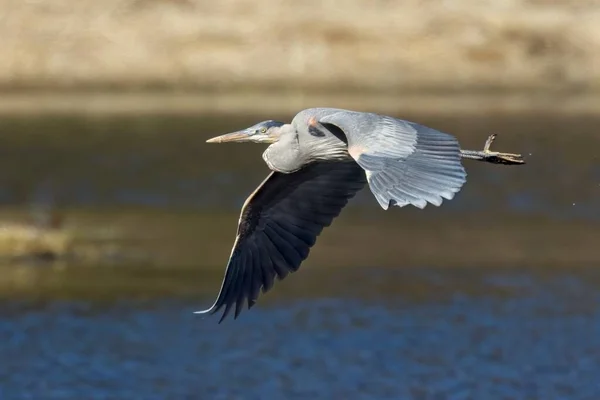 Great Blue Heron Its Large Wings Spread Wide Soars Low — Stock Photo, Image