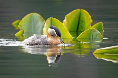 Coeur d 'Alene, Idaho' daki Fernan Gölü 'ndeki nilüferler arasında yiyecek arayan oldukça kırmızı boyunlu bir yunus balığı..
