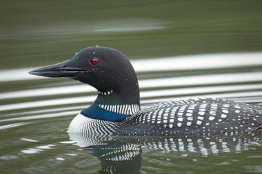 Coeur d 'Alene, Idaho' daki Fernan Gölü 'nde yüzen bir ahmağın yakın plan profili..