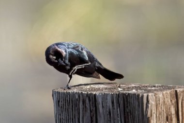 Bir biracının karatavuğu Hauser, Idaho 'da tahta bir direğe tünediği sırada ayağını kaşıyabilir..