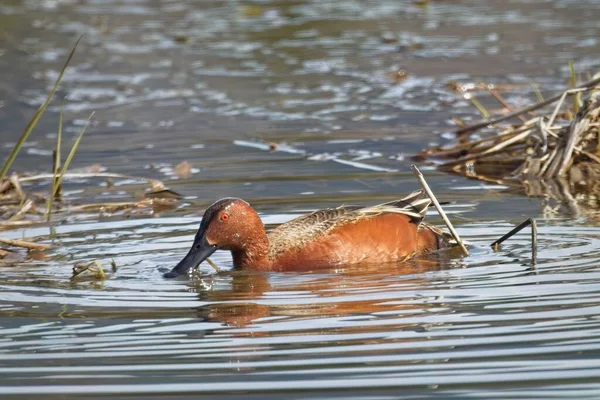 Cinnamon Teal Swims Wetlands Area Searching Food Hauser Idaho — Stock Photo, Image