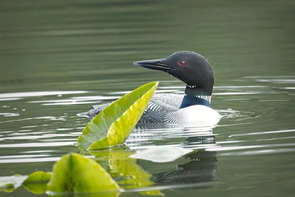 Coeur d 'Alene, Idaho yakınlarındaki Fernan Gölü' nde bir nilüfer yaprağının yanında sıradan bir dalgıç kuşu yüzer..