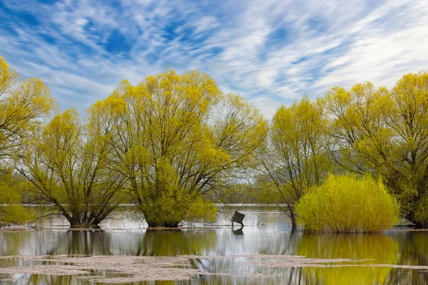 북부의 과작은 호수에서 버드나무들의 — 스톡 사진