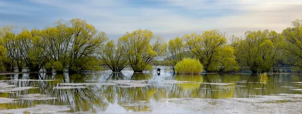 Uma Fotografia Panorâmica Paisagem Salgueiros Amarelos Campo Inundado Pequeno Lago — Fotografia de Stock