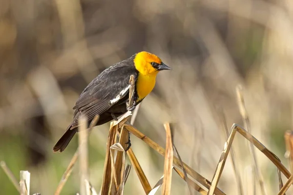 Yellow Headed Blackbird Perched Large Dried Grass Saltese Flats Conservation — Stock Photo, Image