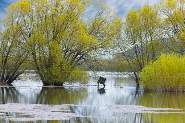 位于爱达荷州北部洪水泛滥的田野和小湖中的黄杨树的风景画 — 图库照片