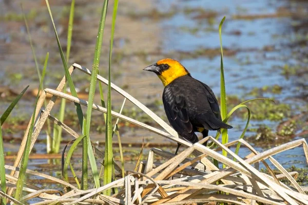 Yellow Headed Blackbird Perched Large Dried Grass Water Saltese Flats — Stock Photo, Image