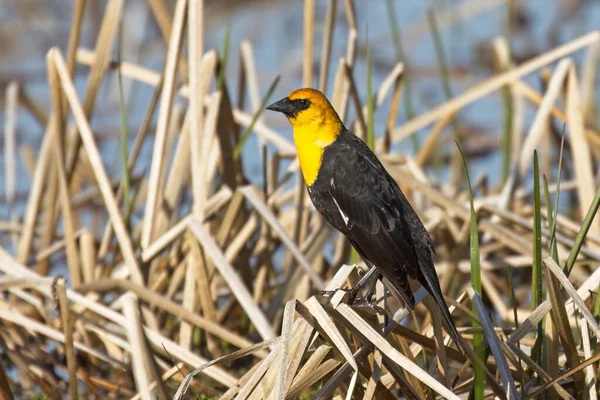 Yellow Headed Blackbird Perched Large Dried Grass Water Saltese Flats — Stock Photo, Image