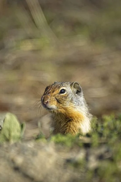 공원에 구멍에서 밖으로 귀여운 땅다람쥐 — 스톡 사진