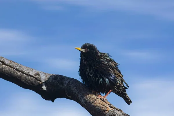 Mały European Starling Siedzi Gołej Gałęzi Przeciwko Błękitnemu Niebu Trzęsącemu — Zdjęcie stockowe