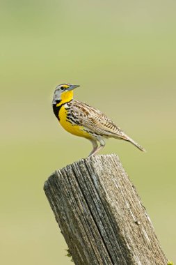 A beautiful western meadowlark is perched on a wooden fence post in eastern Washington. clipart