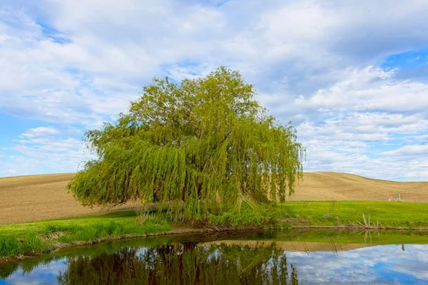 Bushy Tree Stands Next Small Pond Palouse Region Eastern Washington — Stock Photo, Image