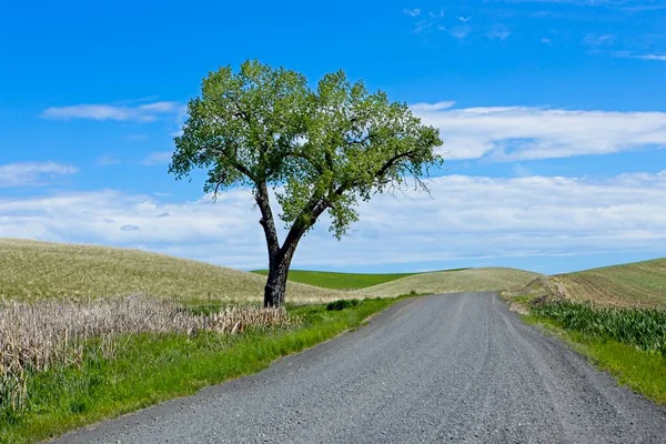 Ein Einsamer Baum Steht Neben Einer Schotterstraße Osten Washingtons — Stockfoto