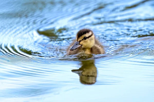 Cute Baby Duckling Swims Small Calm Pond Manito Park Spokane — Stock Photo, Image