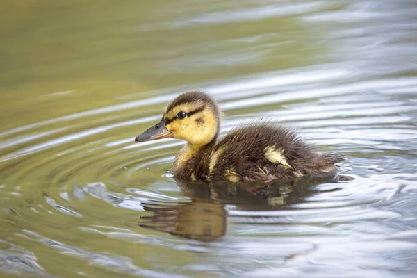 Cute Baby Duckling Swims Small Calm Pond Manito Park Spokane — Stock Photo, Image