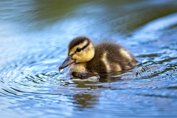 Lindo Bebê Patinho Nada Pequena Lagoa Calma Manito Park Spokane — Fotografia de Stock