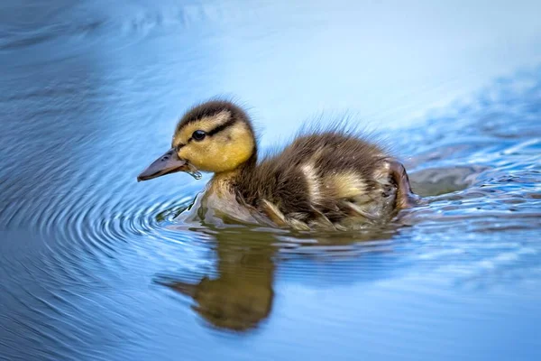 Cute Baby Duckling Swims Small Calm Pond Manito Park Spokane — Stock Photo, Image