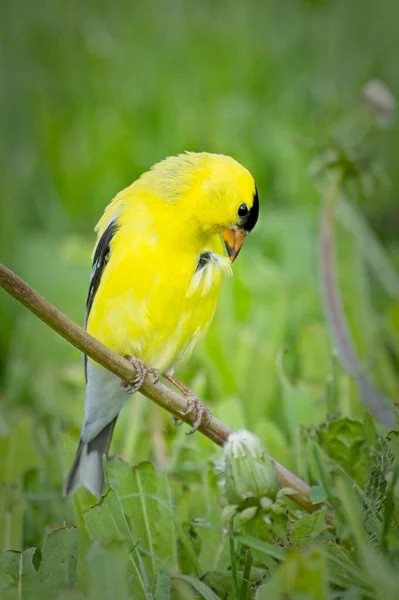 Słodki Amerykański Złoty Finch Ciągnie Pióro Klatce Piersiowej Gdy Siedzi — Zdjęcie stockowe