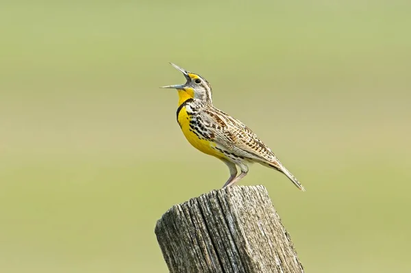 Beautiful Western Meadowlark Perched Fence Post Singing Out Distinctive Sound — Stock Photo, Image