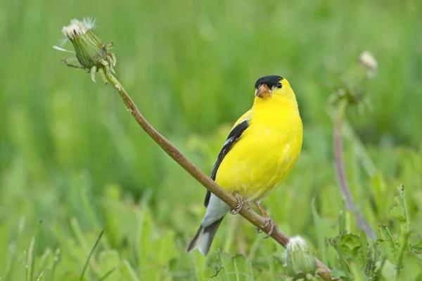 Small Cute American Goldfinch Perched Stem Dandelion Grassy Area Eastern — Stock Photo, Image