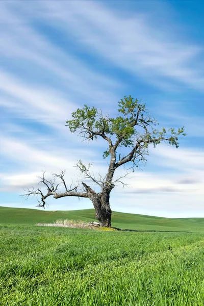 华盛顿州东部的棕榈地区 一棵风景秀丽的孤树高高地矗立在一片蓝天下的绿地里 — 图库照片