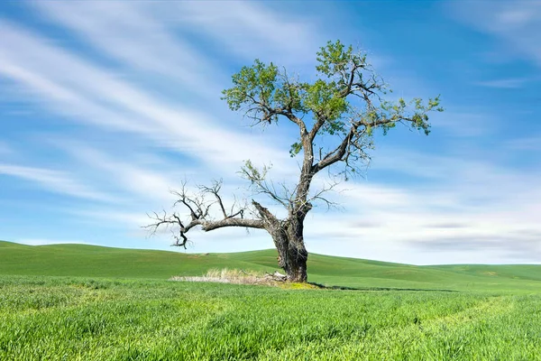 Velmi Malebný Osamělý Strom Stojí Zelené Farmě Pod Modrou Oblohou — Stock fotografie