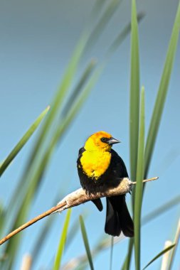 Washington 'daki Liberty Lake yakınlarındaki bir sulak alanda tatlı sarı başlı bir karatavuk kuyruğuna tünemiş..