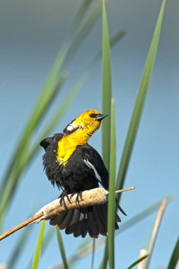 Washington 'daki Liberty Lake yakınlarındaki bir sulak alanda tatlı sarı başlı bir karatavuk kuyruğuna tünemiş..