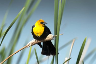 Washington 'daki Liberty Lake yakınlarındaki bir sulak alanda tatlı sarı başlı bir karatavuk kuyruğuna tünemiş..