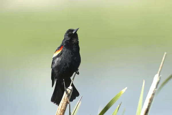 Red Winged Blackbird Perched Cattail Marsh Area Libtery Lake Washington — Stock Photo, Image