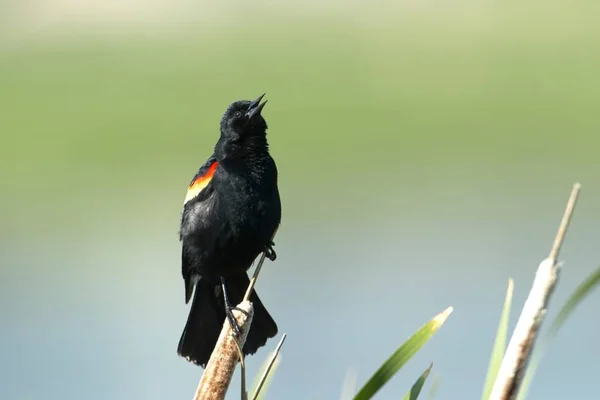 Red Winged Blackbird Perched Cattail Calling Out Marsh Area Liberty — Stock Photo, Image