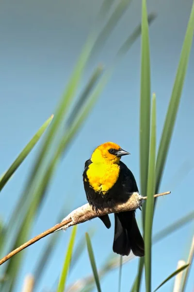 Cute Yellow Headed Blackbird Perched Cattail Wetlands Area Liberty Lake — Stock Photo, Image