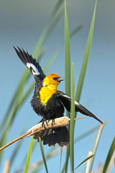 Yellow Headed Blackbird Perched Cattail Spreads Out Its Wings Liberty — Stock Photo, Image