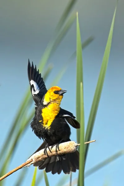 Yellow Headed Blackbird Perched Cattail Spreads Out Its Wings Liberty — Stock Photo, Image