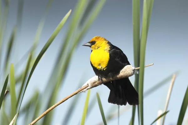 A cute yellow headed blackbird is perched on a cattail in a wetlands area near Liberty Lake, Washington.