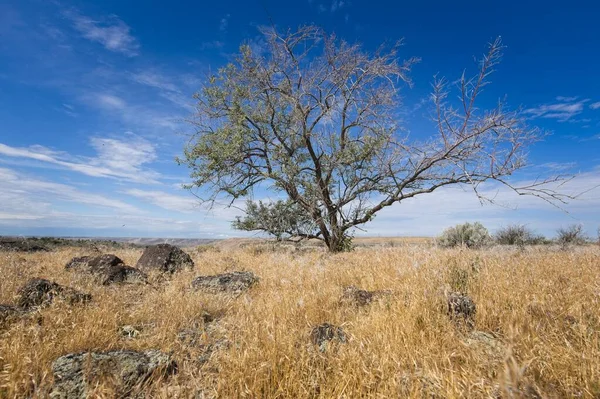 爱达荷州海格曼附近 一棵小树矗立在明亮的蓝天下 草地干枯 岩石层叠成层 — 图库照片