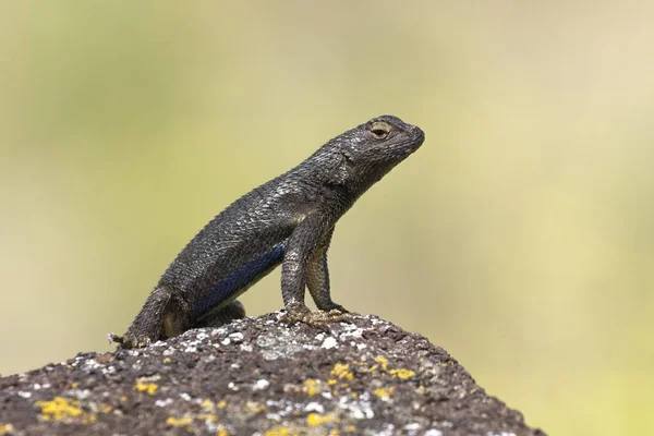 在爱达荷州海格曼附近 一只小蜥蜴用前腿站在一块小岩石上的特写照片 — 图库照片