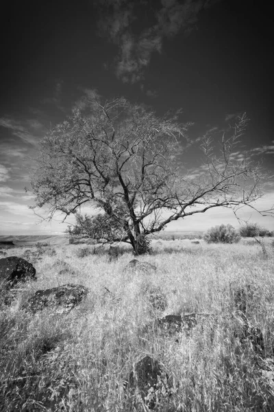 アイダホ州ハガマン近くの岩で層状に乾燥した草のフィールドに明るい澄んだ空の下に立っている小さな木の黒と白の写真 — ストック写真