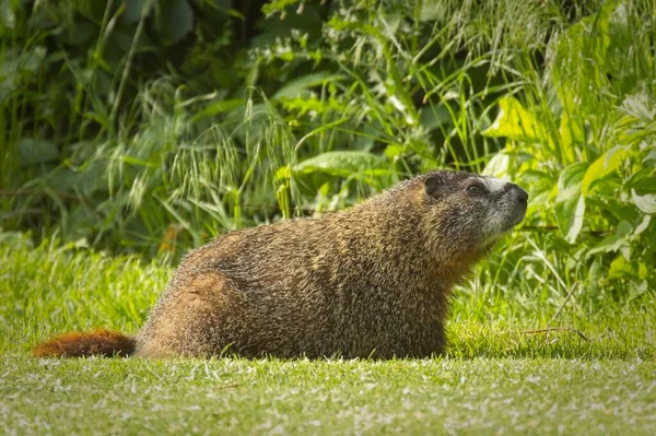 Una Marmotta Dal Ventre Giallo Riposa Sull Erba Campo Golf — Foto Stock