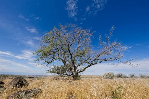 Uma Árvore Pequena Está Sob Céu Azul Brilhante Campo Grama — Fotografia de Stock